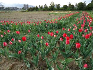 tulip9.jpg